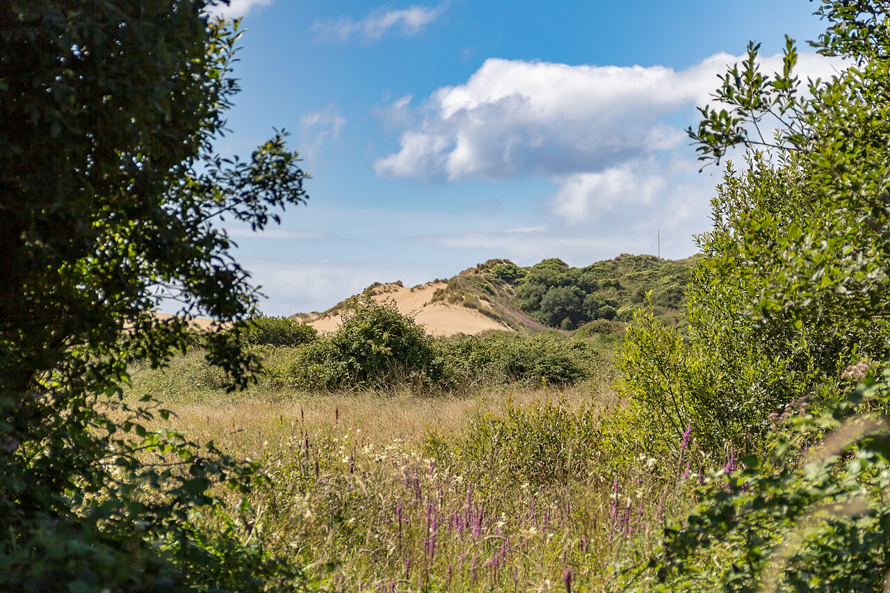 is saunton sands dog friendly - Braunton (Devon, UK), Braunton Burrows -- 2013 -- 1837