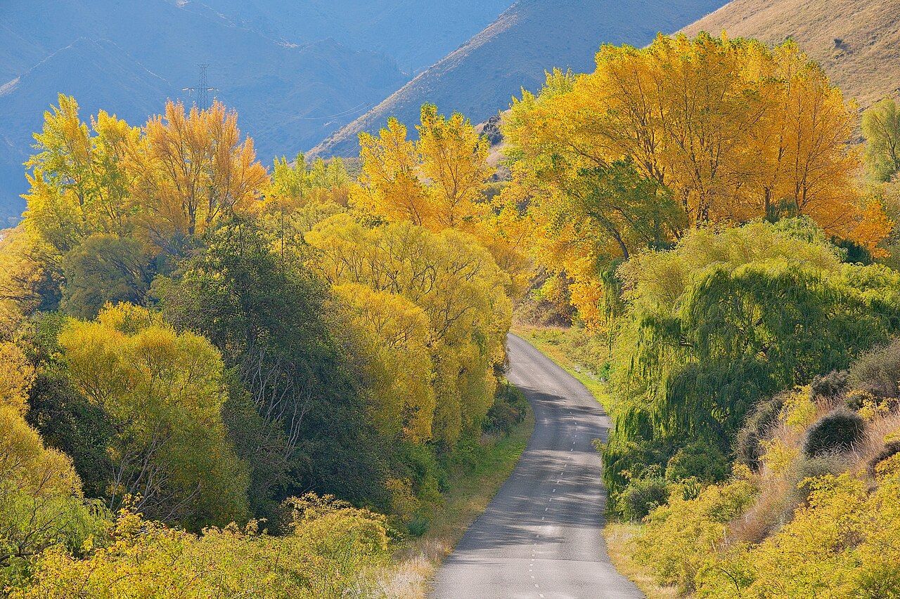autumn dog-friendly breaks uk - Golden autumn colours along Te Akatarawa Road