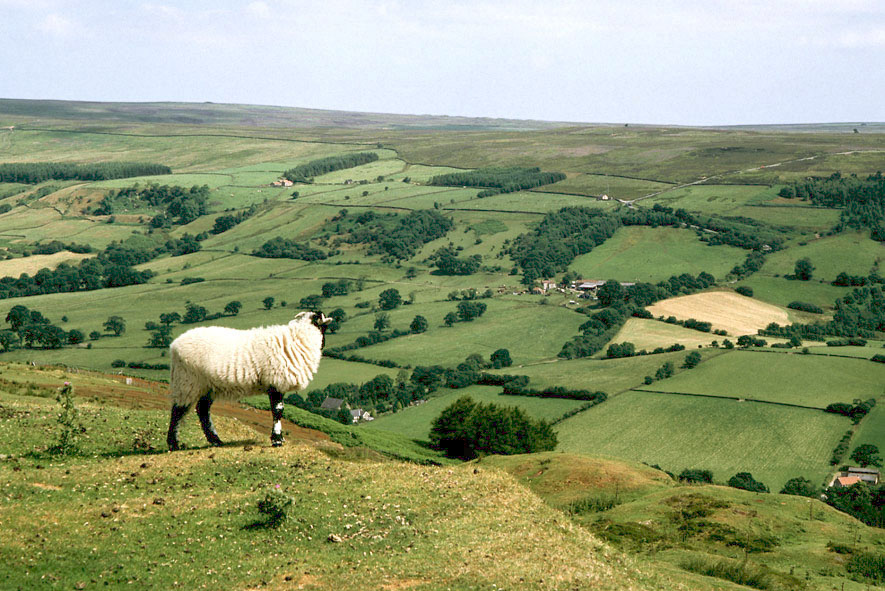 dog-friendly pubs yorkshire - North York Moors