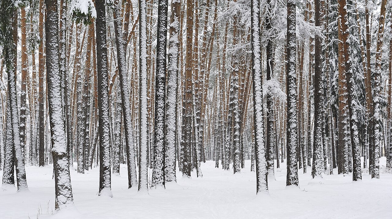 winter dog holiday uk - Russia. Moscow Region. Winter pine wood, lake Kratovskoe area