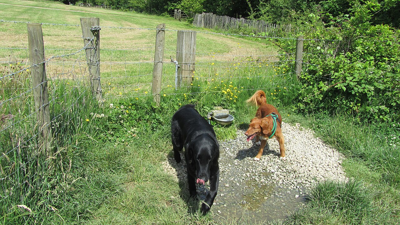 pet-friendliness rating / bowwow score - Self filling water bowl, Toplands dog park
