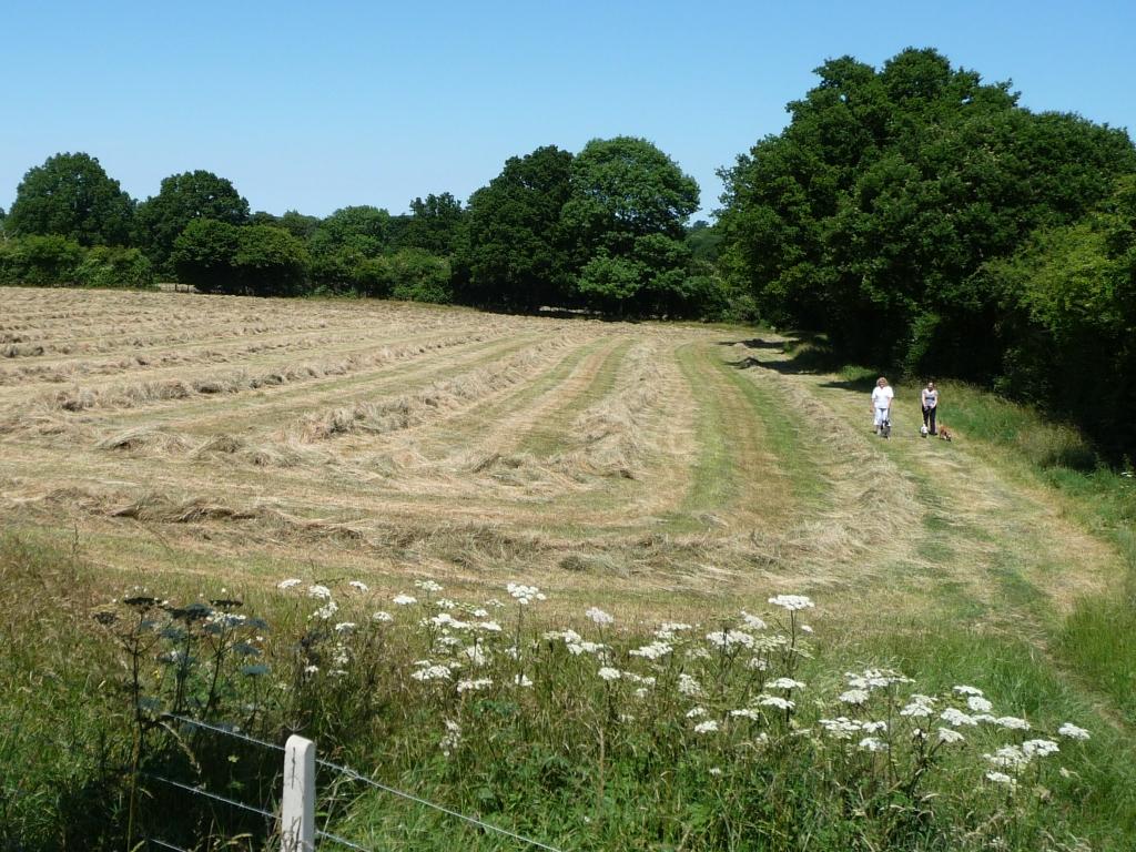 dog-friendly half term breaks uk - Walking the dogs on a footpath near Tenterden