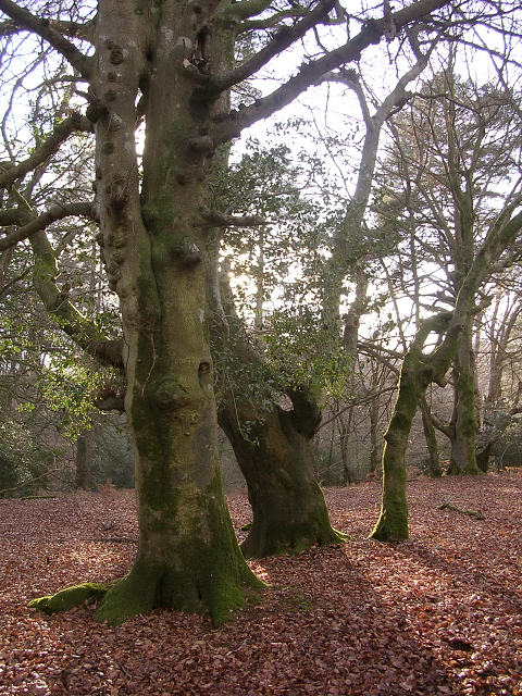 off-lead dog walks new forest - Beeches and holly in Mark Ash Wood, New Forest