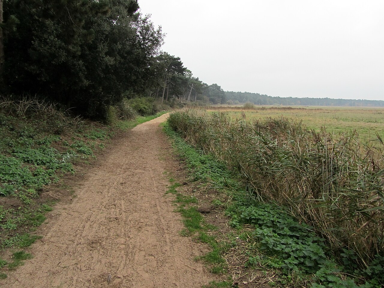 is holkham beach dog friendly - Norfolk Coast Path at Holkham Gap