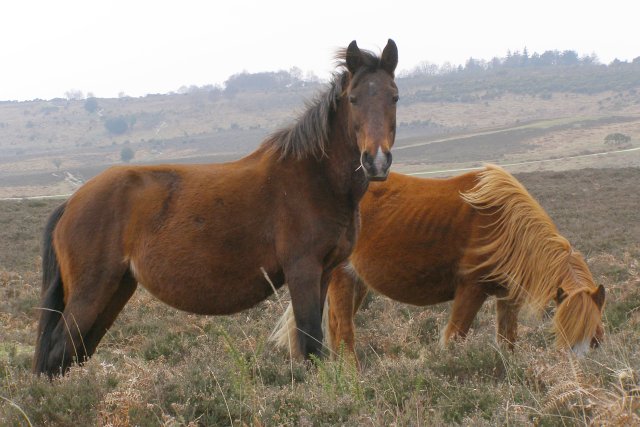 off-lead dog walks new forest - Ponies on the heath, New Forest