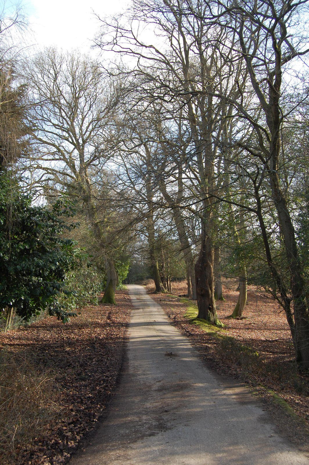 dog friendly pubs new forest - Forest track, New Forest Hampshire