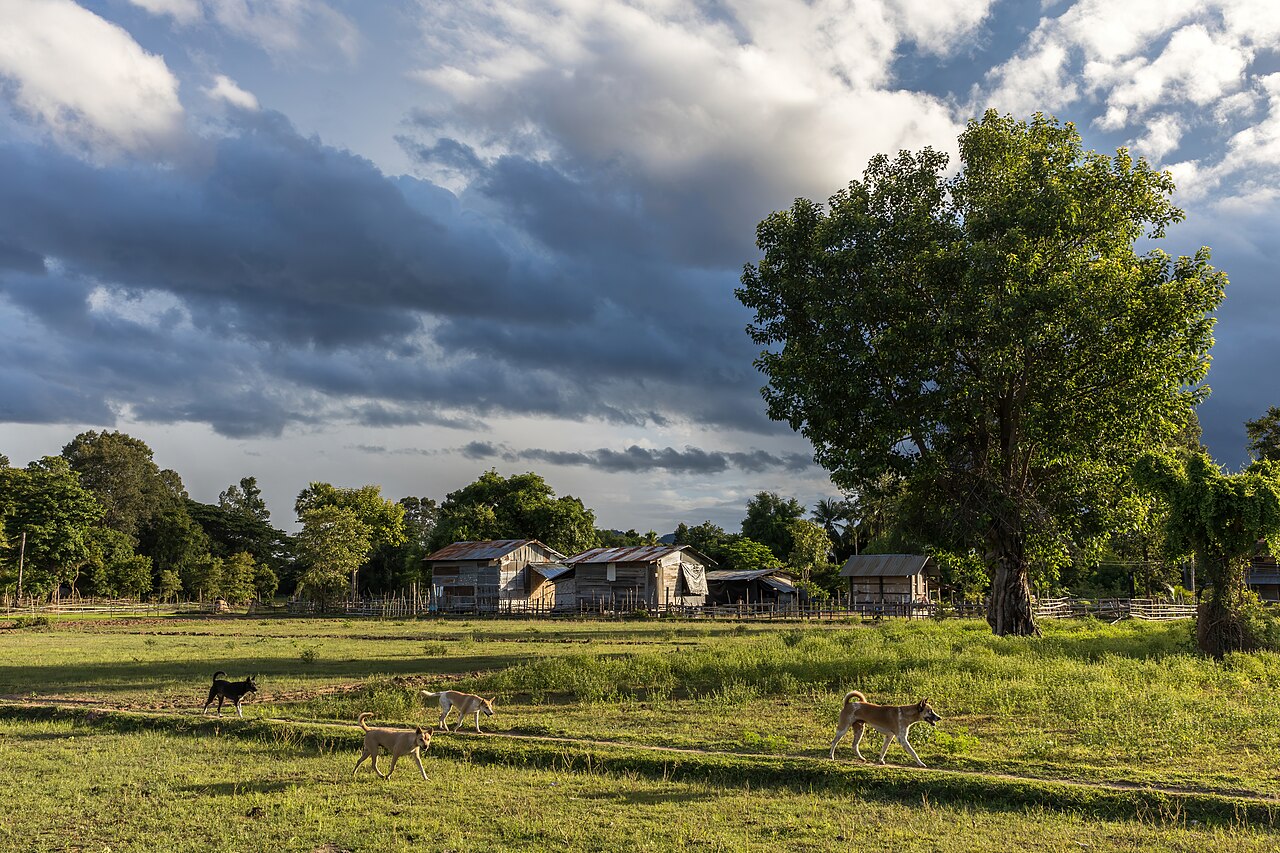 holiday cottages that allow 4 dogs - Four dogs running at golden hour in the countryside of Don Det Laos
