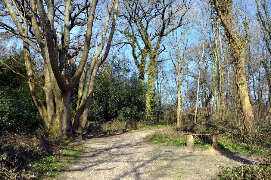 off-lead dog walks dorset - Higher Bockhampton, Thorncombe Wood