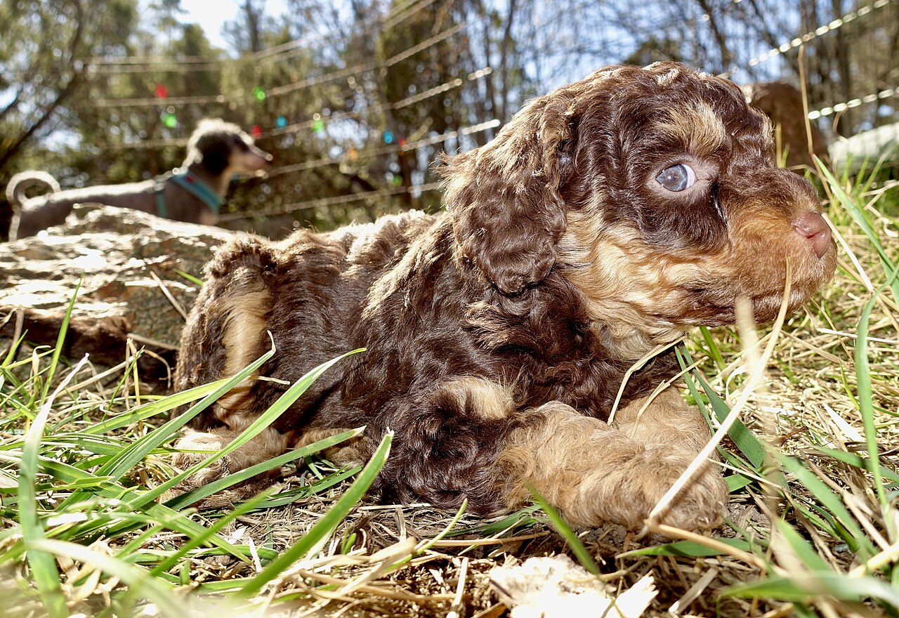 holiday cottages that allow puppies - Miniature poodle puppy 6 weeks, outdoors, in sun, on grass, head, eye, flash, close-up. (Nærbilde med blits av 6 uker gammel dvergpuddel-hvalp i sol på gress.) Tjøme, Norway 2020-04-09 DSC06421
