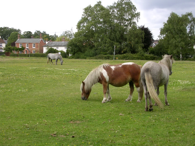 dog friendly pubs new forest - New Forest ponies grazing on Waters Green, Brockenhurst