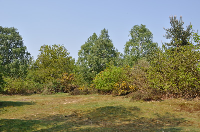 off-lead dog walks norfolk - Thetford Forest