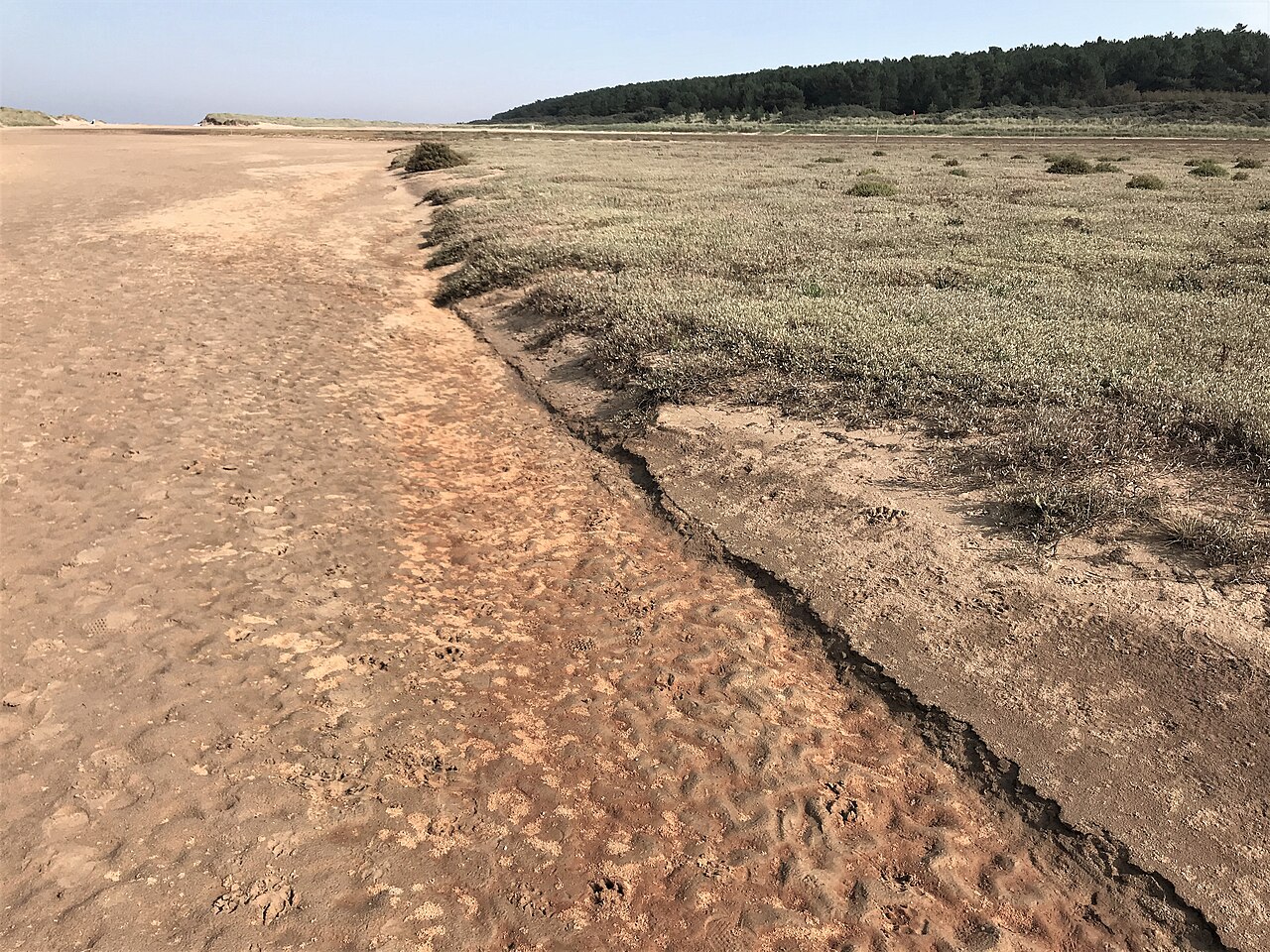 off-lead dog walks norfolk - Vegetation on Holkham beach in Norfolk