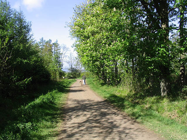holiday cottages that allow puppies - Walking the dog in Swarland Wood