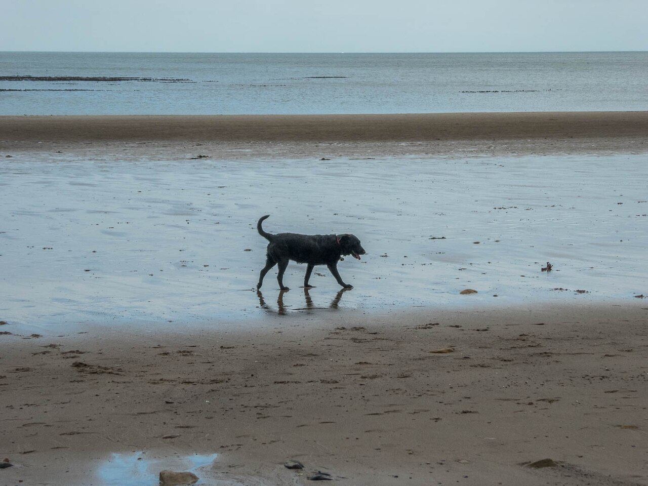 dog friendly beaches yorkshire - Cayton Bay, Yorkshire