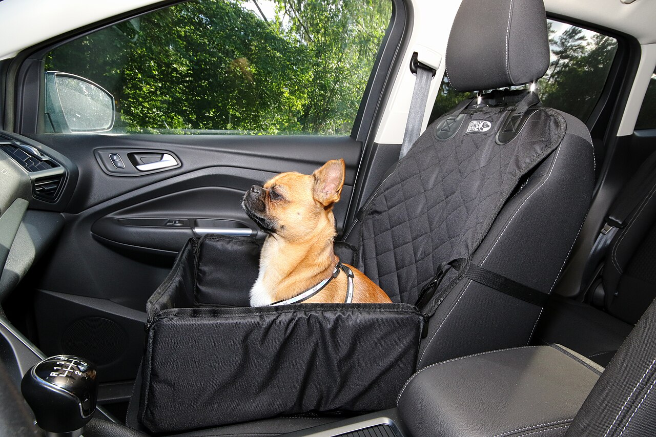 taking your dog on holiday for the first time - Cute small dog in a car wearing a safe harness and seat belt. Ready to travel. Traveling with pets concept (50011313628)
