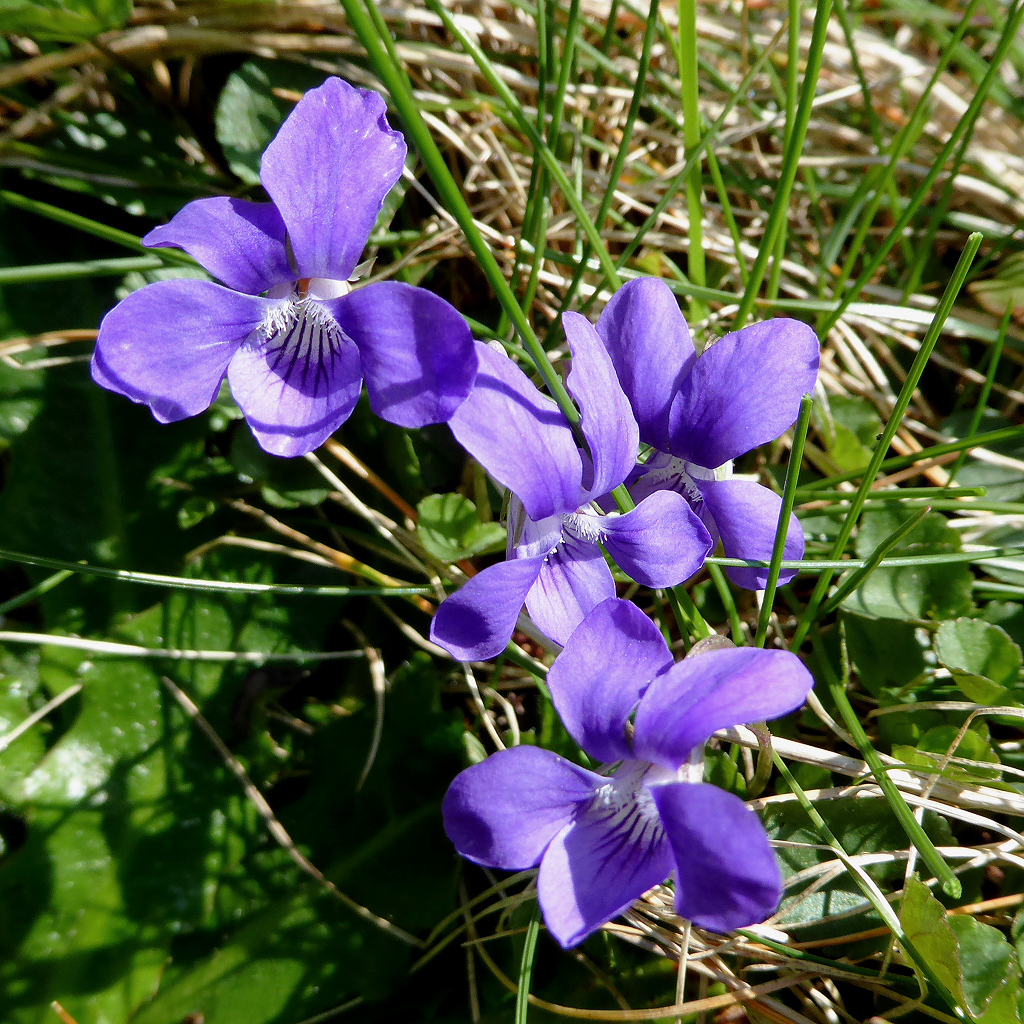 can you take dogs on the south west coast path - Dog Violets by the coastal path near Welcombe, Devon