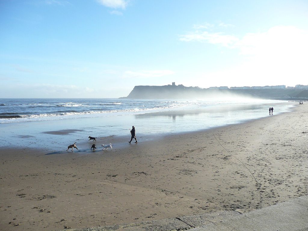 dog friendly beaches yorkshire - Dogs playing on the beach, North Bay, Scarborough