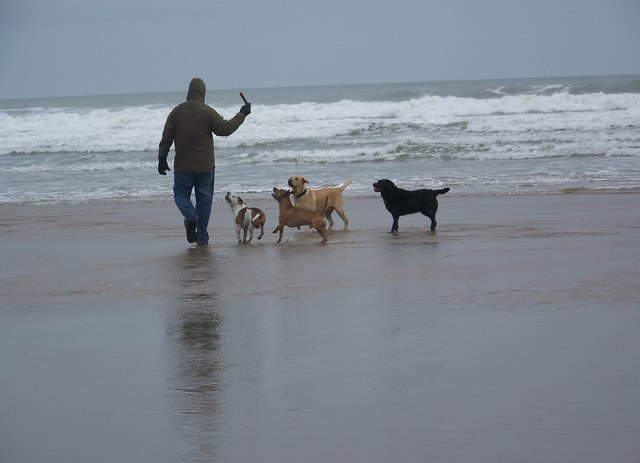 are dogs allowed on woolacombe beach - Grey day, but dogs still wanna play - Woolacombe